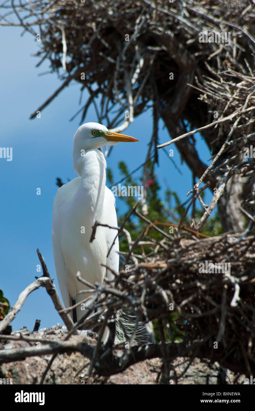 Weiße Reiher stehen in seinem Nest im Pichidangui Chile Stockfoto
