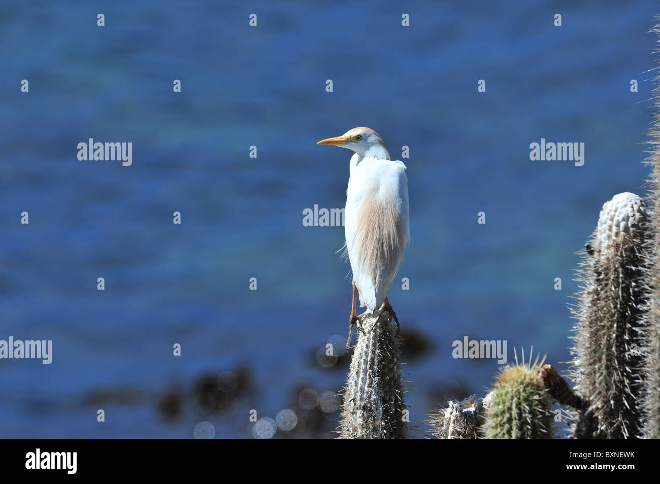 Weiße Reiher stehen auf einem Kaktus in Pichidangui Chile zeigt seine Zucht Gefieder Stockfoto