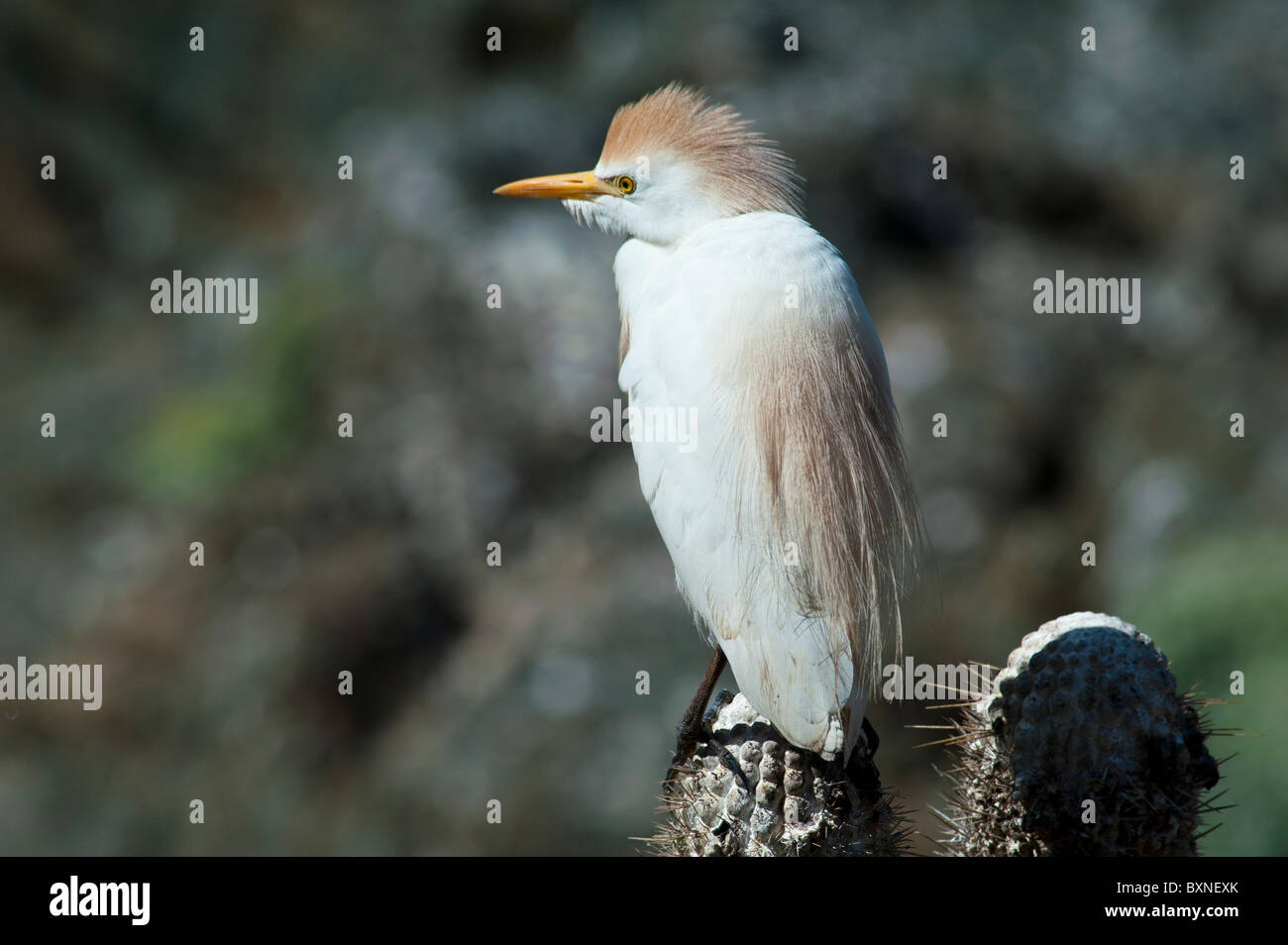 Kuhreiher stehend auf Kakteen, wo sie die Zucht sind Stockfoto