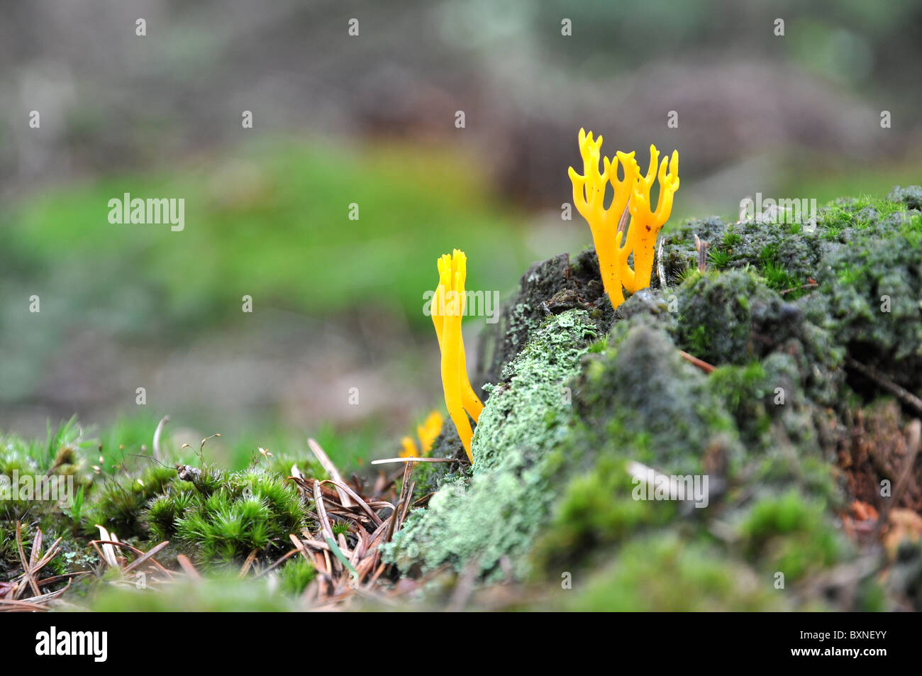 Gelber Pilz wächst in einem alten faulen Baum Stockfoto