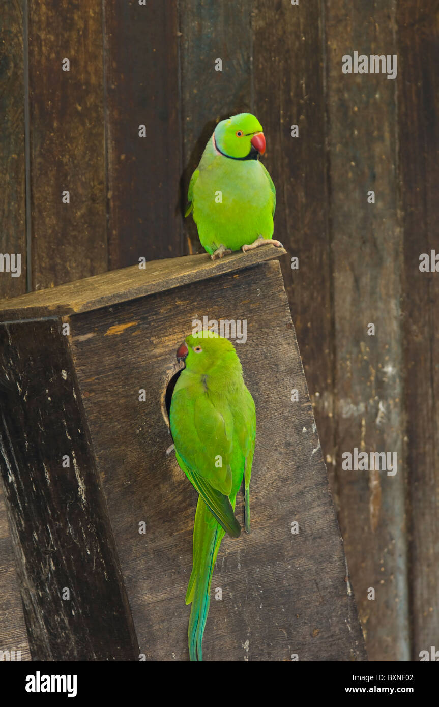 Indische Ringneck Sittich geflohen waren Manillensis Welt der Vögel Kapstadt Südafrika gefangen Stockfoto