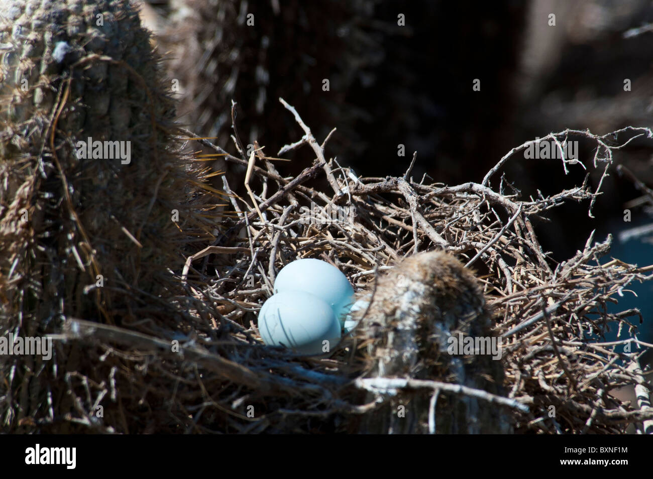 Weiße Reiher Eiern in seinem Nest stehend auf einem Kaktus in Pichidangui Chile Stockfoto