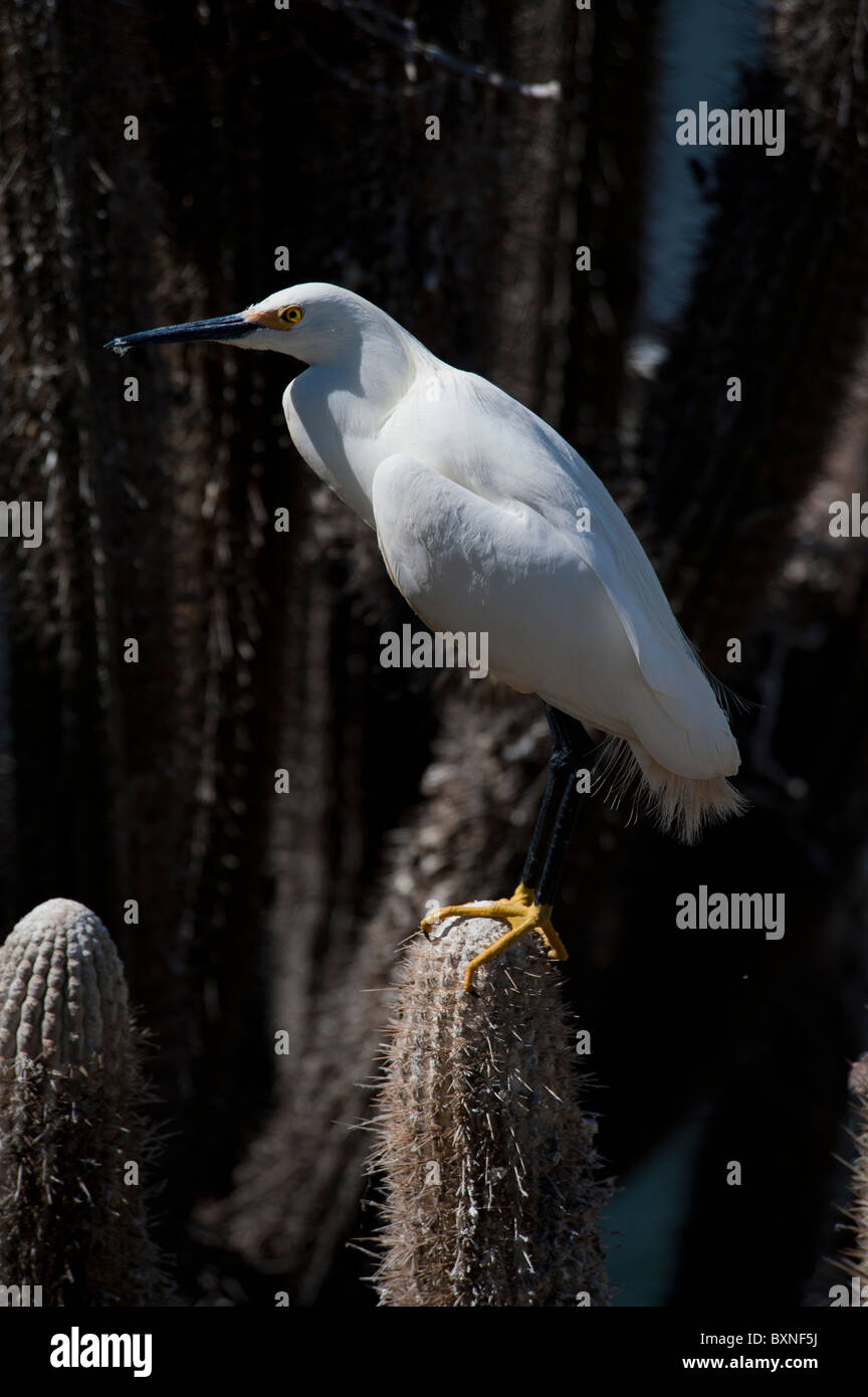 Weiße Reiher stehen auf einem Kaktus in Pichidangui Chile Stockfoto