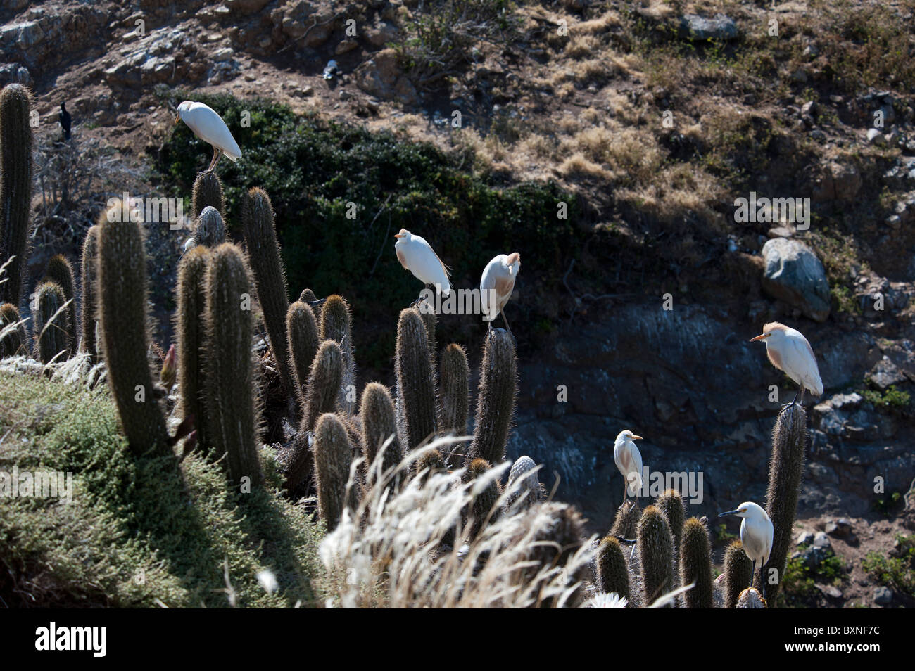 Kuhreiher stehend auf Kakteen, wo sie die Zucht sind Stockfoto
