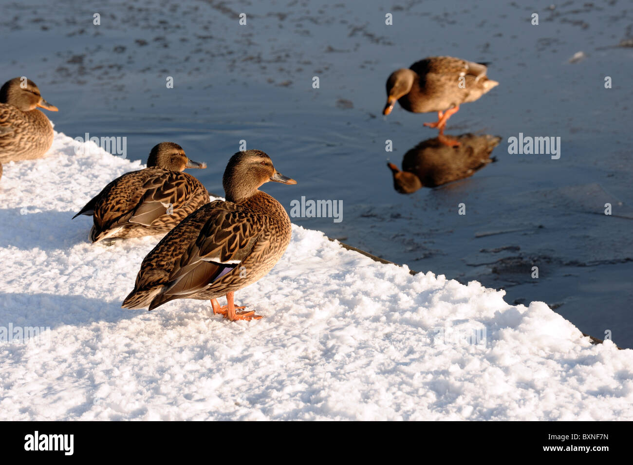 Enten auf einem zugefrorenen Fluss Stockfoto
