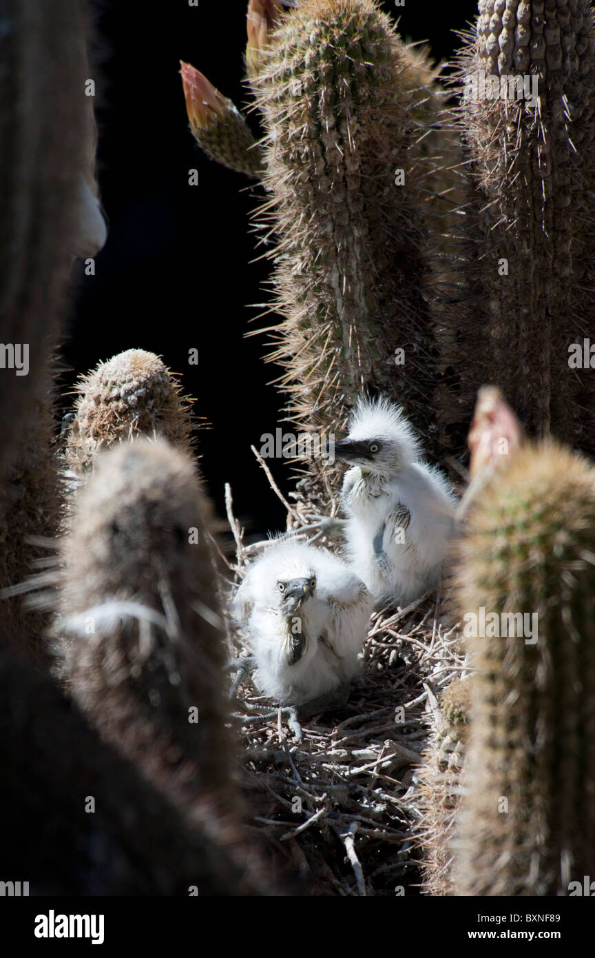 Zwei junge Snowy Reiher in ihrem nest Stockfoto