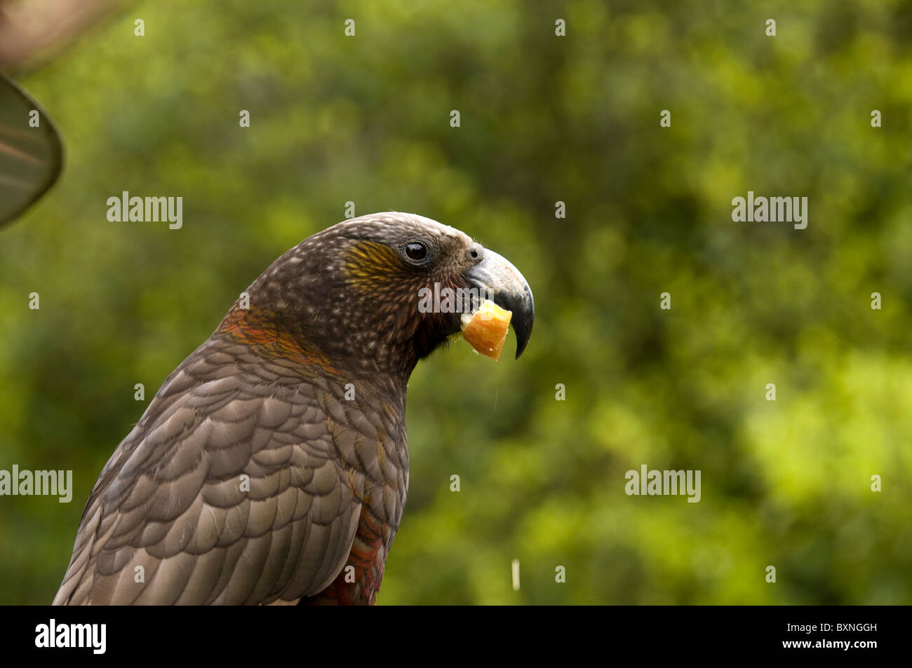 Kaka oder Nestor Meridionalis Fütterung an die National Wildlife Center Mount Bruce in Neuseeland Stockfoto