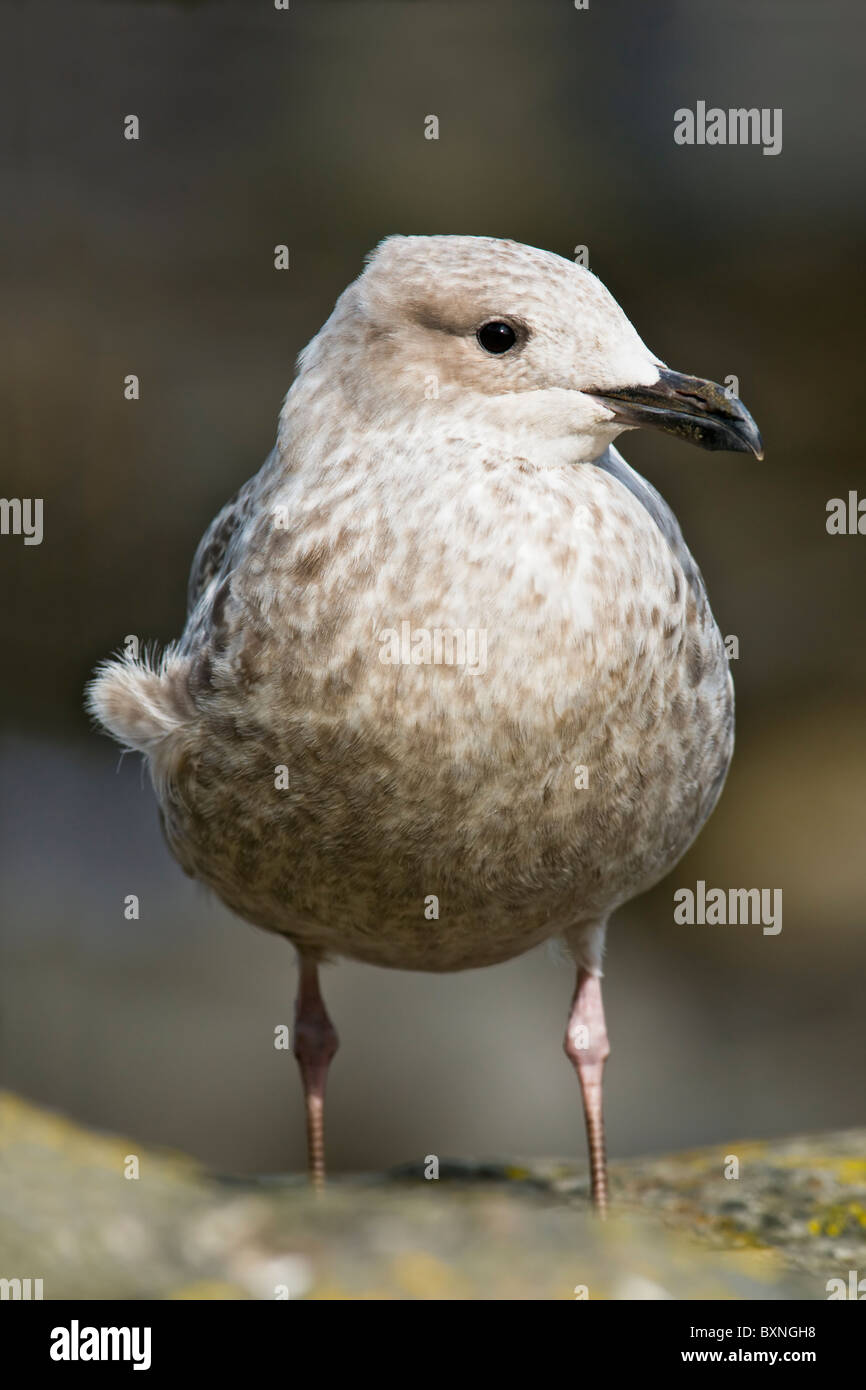 Juvenile Silbermöwe Stockfoto