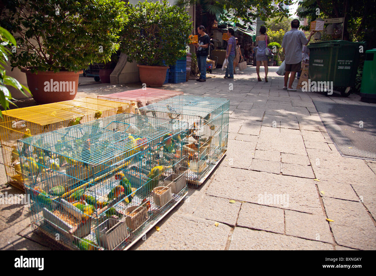 Kowloon, Hong Kong Vogel Garten an der Yuen Po Street, sehen die Vögel im Käfig bereit zum Verkauf oder zeigen Stockfoto