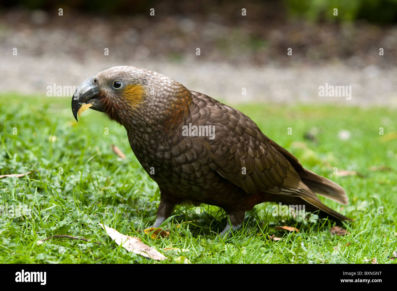 Kaka oder Nestor Meridionalis Fütterung an die National Wildlife Center Mount Bruce in Neuseeland Stockfoto