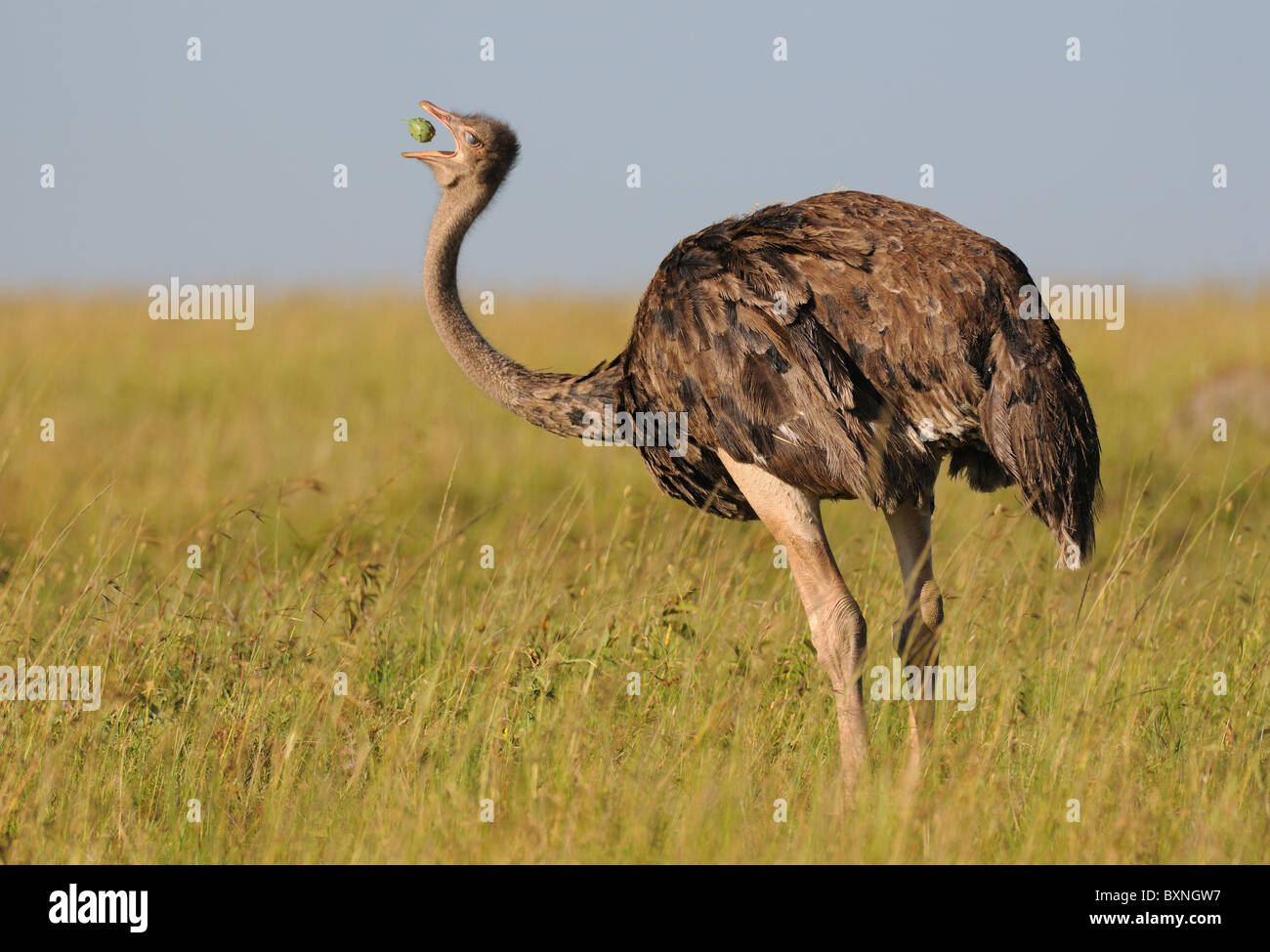 Ein Strauß bricht ein Stück wild Obst aus seinem Stamm und wirft es in die Luft, es ganze schlucken. Stockfoto