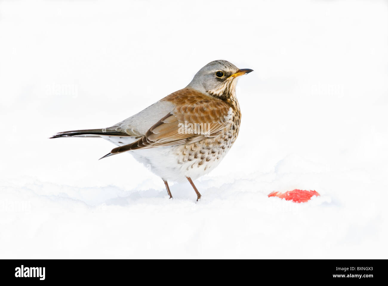 Wacholderdrossel Fütterung auf Äpfel im Schnee Stockfoto