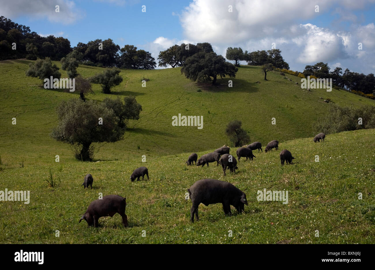 Spanische iberischen Schweine, die Quelle der Iberico Schinken Pata Negra genannt Weiden in einem Daisy-Feld in Prado del Rey, Cadiz, Spanien. Stockfoto