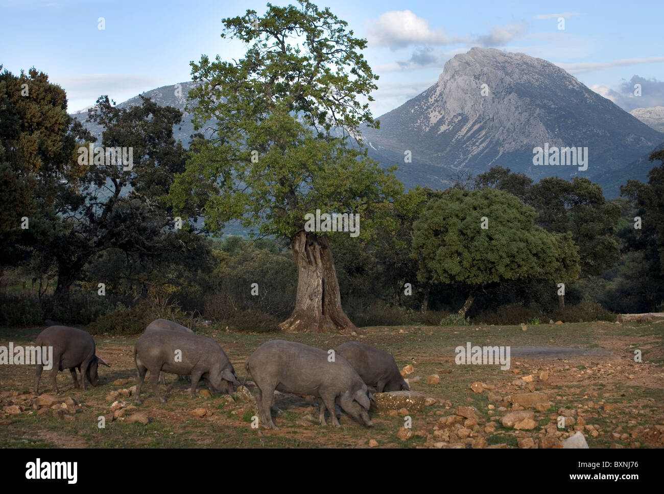 Spanische iberischen Schweine, die Quelle der Iberico Schinken Pata Negra genannt Weiden in einem Daisy-Feld in Prado del Rey, Cadiz, Spanien. Stockfoto