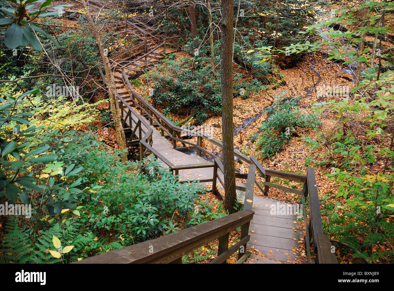 Herbst-Wanderweg mit Laub im Wald. Bushkill fällt, Pennsylvania. Stockfoto