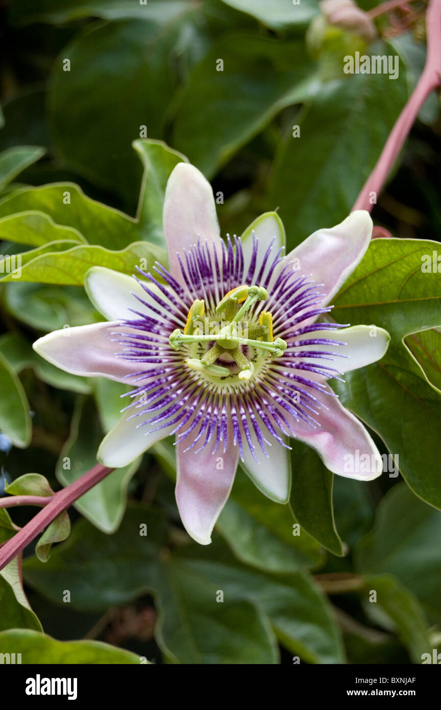 Foto von einer Passionsblume (Passiflora) Stockfoto