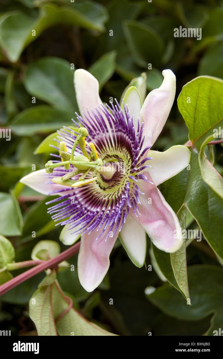 Foto von einer Passionsblume (Passiflora) Stockfoto