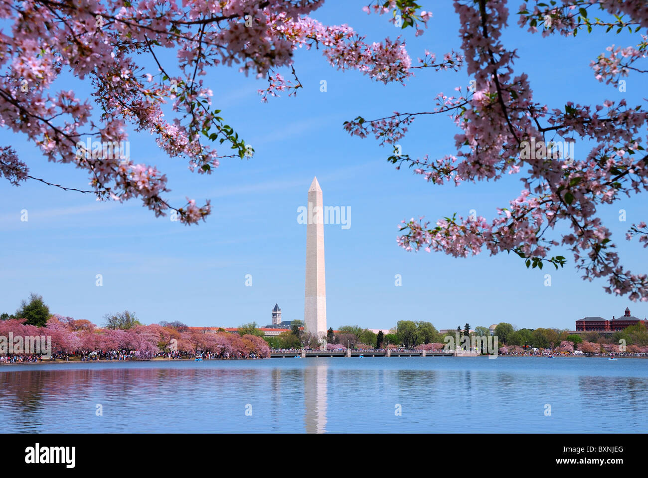 Kirschblüte und Washington Monument über See, Washington DC. Stockfoto