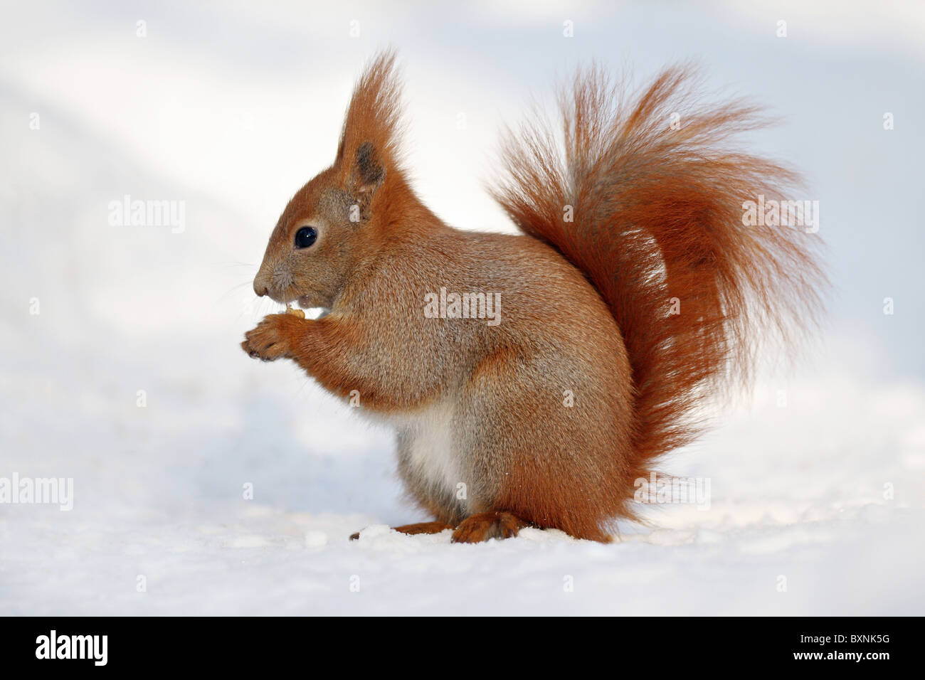 Essen einen Snack am schönen weißen Schnee eurasischen Eichhörnchen (Sciurus Vulgaris) Stockfoto