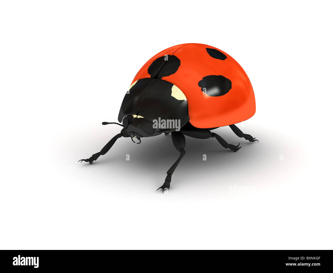 Marienkäfer auf weißem Hintergrund Stockfoto