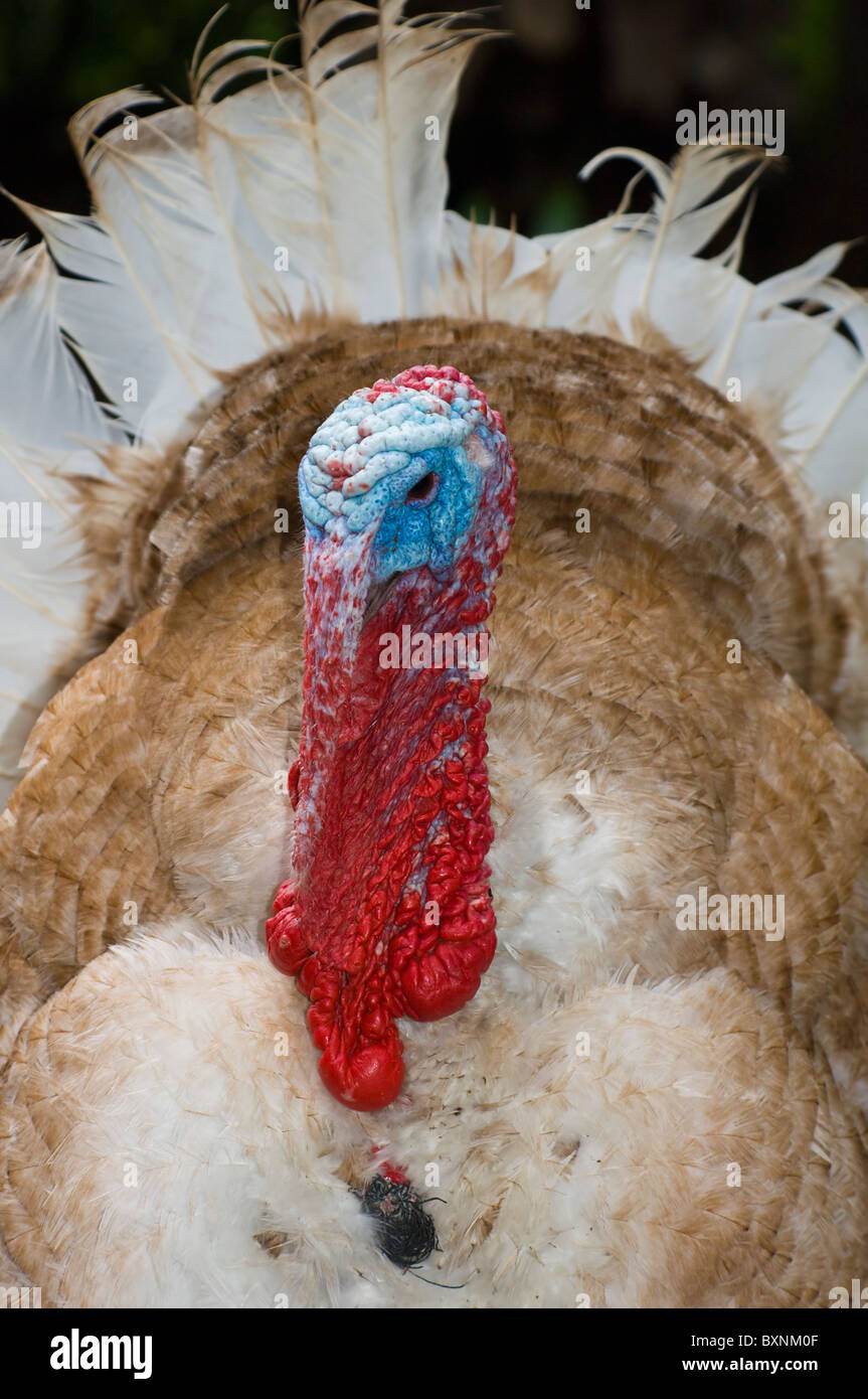 Breit-Breasted weiß Türkei Meleagris Gallopavo Welt der Vögel Kapstadt Südafrika gefangen Stockfoto