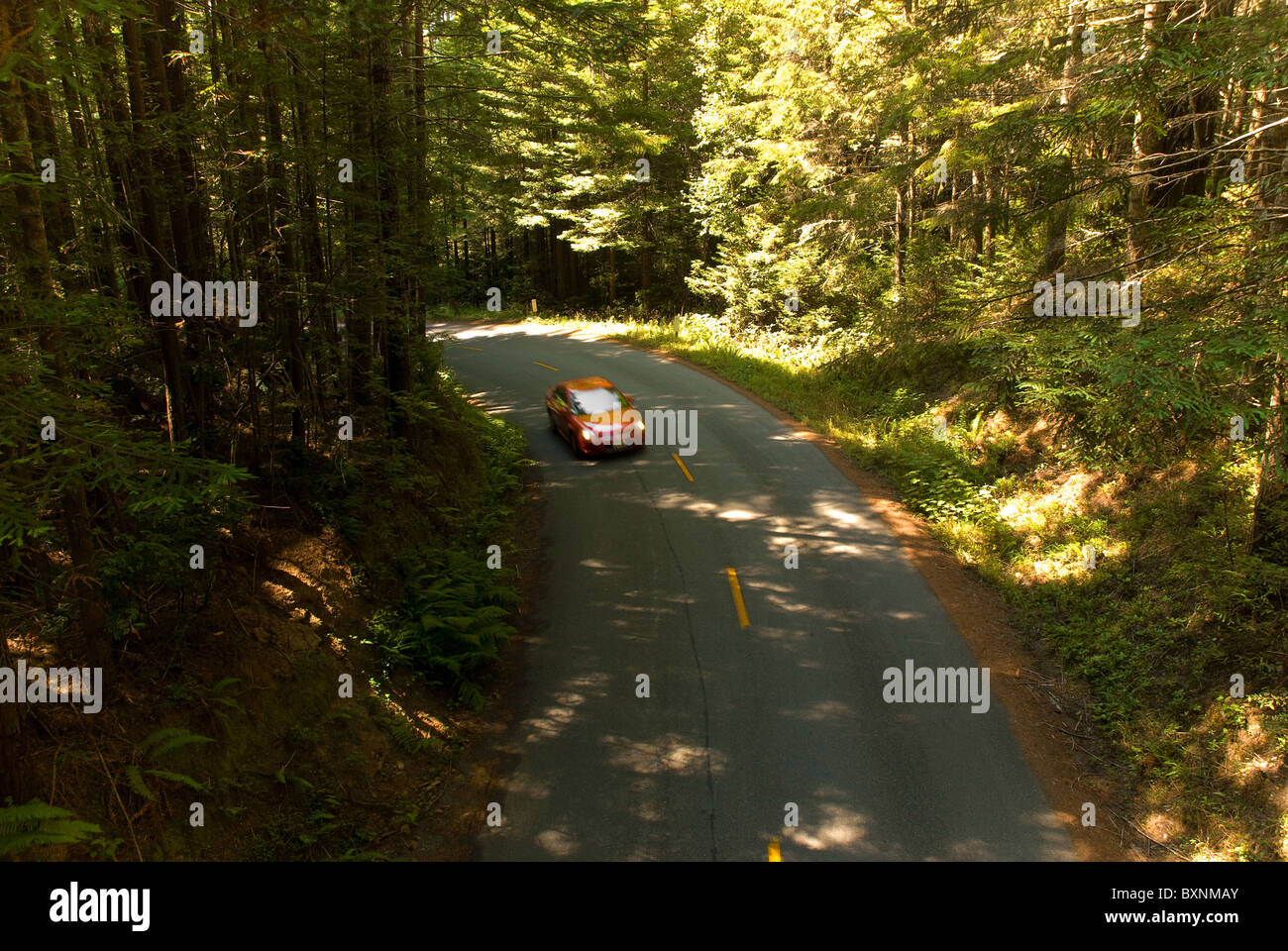 Auto fahren auf Straße tief im Inneren Redwood Nationalpark Stockfoto