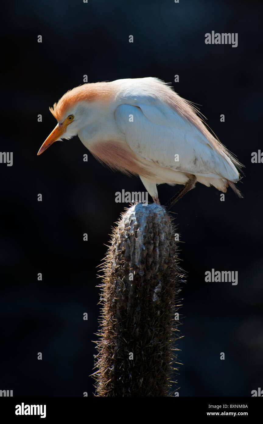 Kuhreiher stehend auf Kakteen, wo sie die Zucht sind Stockfoto