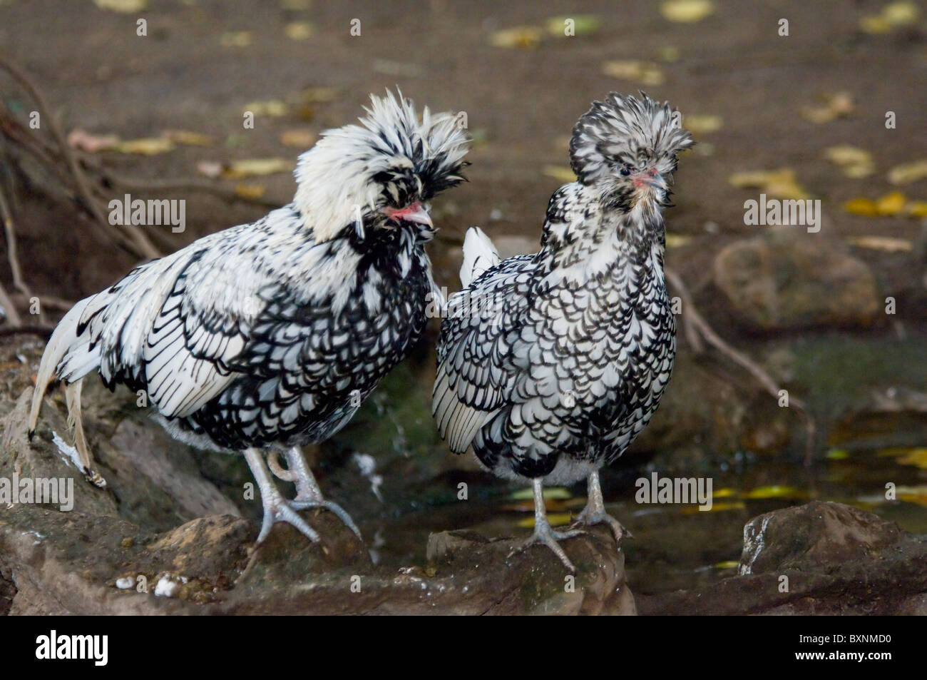 Silber-geschnürt polnischen Huhn Welt der Vögel in Kapstadt Südafrika Gefangenschaft Stockfoto