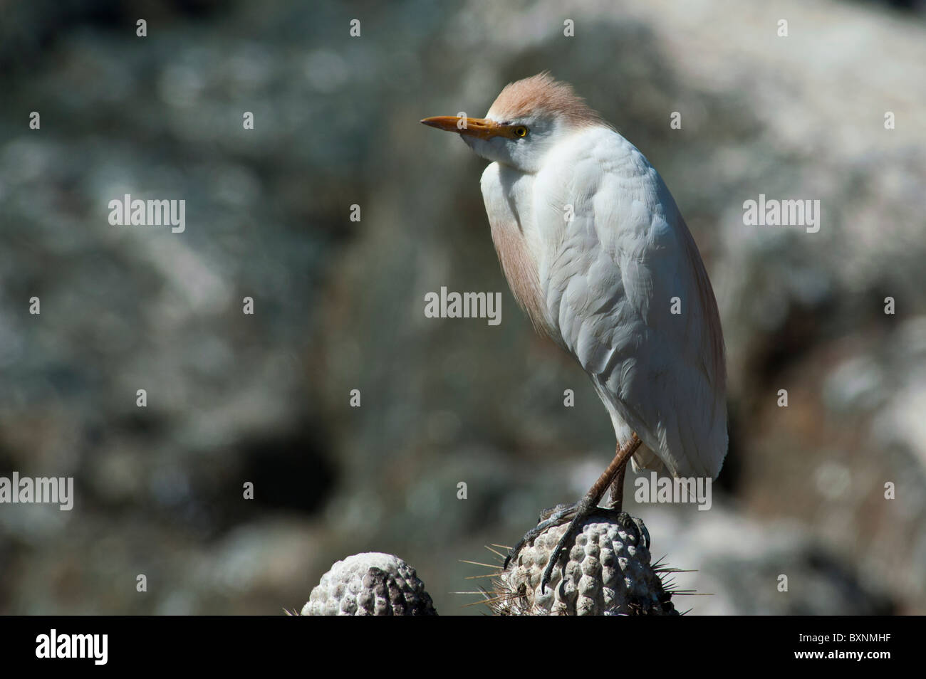 Kuhreiher stehend auf Kakteen, wo sie die Zucht sind Stockfoto