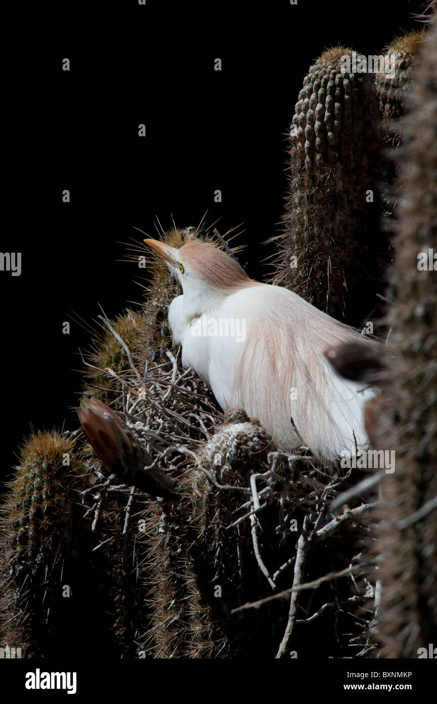 Kuhreiher in seinem nest Zucht auf einem Kaktus Stockfoto