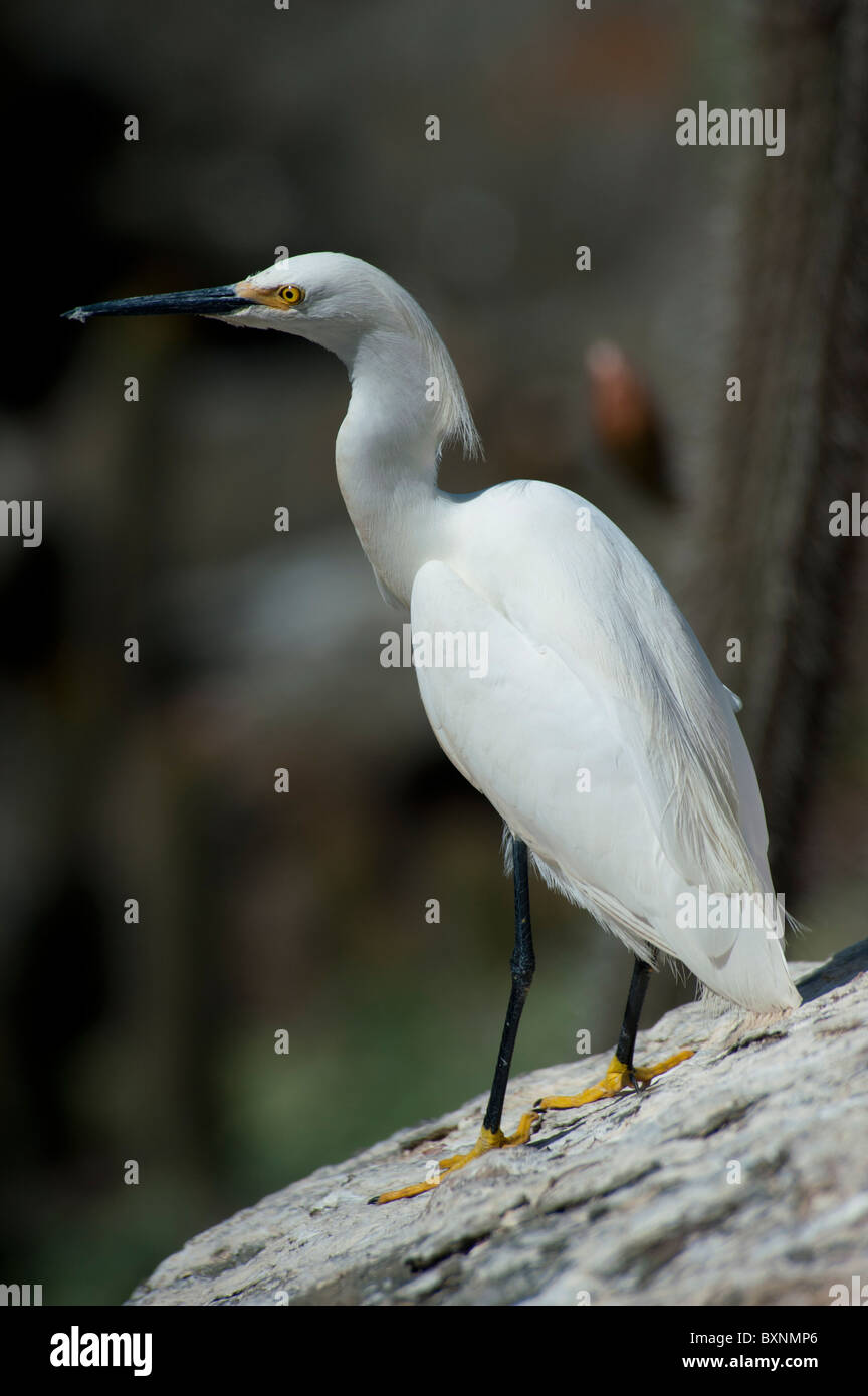 Weiße Reiher stehen auf einem Felsen im Pichidangui Chile Stockfoto