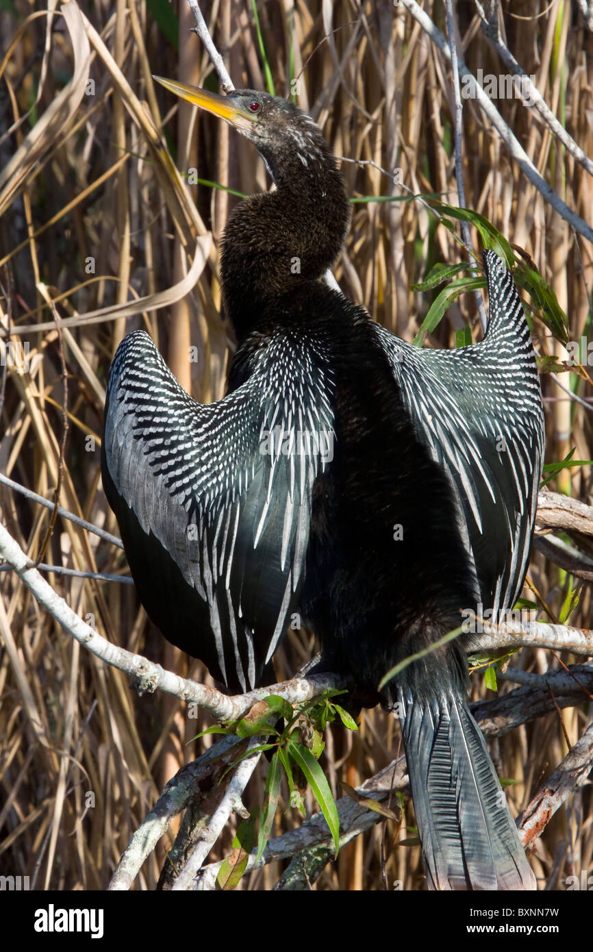 Anhinga Stockfoto