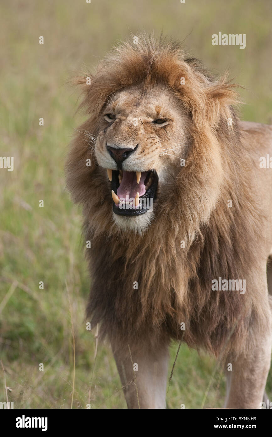 Männlicher Löwe Massai Mara Nationalreservat Kenia Afrika. Foto: Jeff Gilbert Stockfoto