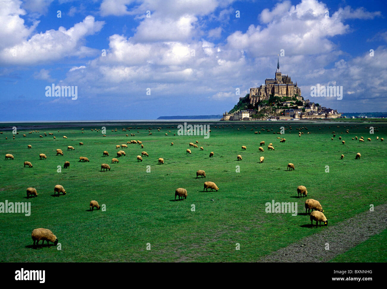Schafe weiden, linken Ufer, Fluss Couesnon, Abtei Kirche, Le Mont Saint-Michel, Basse-Normandie, Frankreich Stockfoto