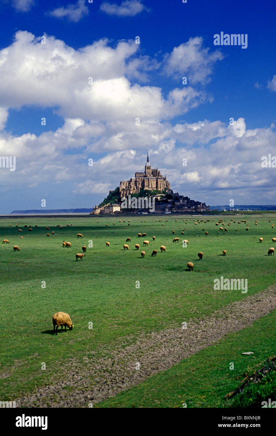 Schafe weiden, linken Ufer, Fluss Couesnon, Abtei Kirche, Le Mont Saint-Michel, Basse-Normandie, Frankreich Stockfoto