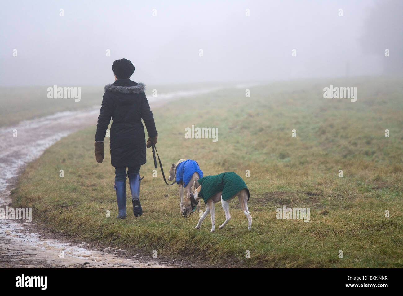 Eine Frau nimmt ihren Windhund Hunde spazieren auf Epsom Downs. Stockfoto