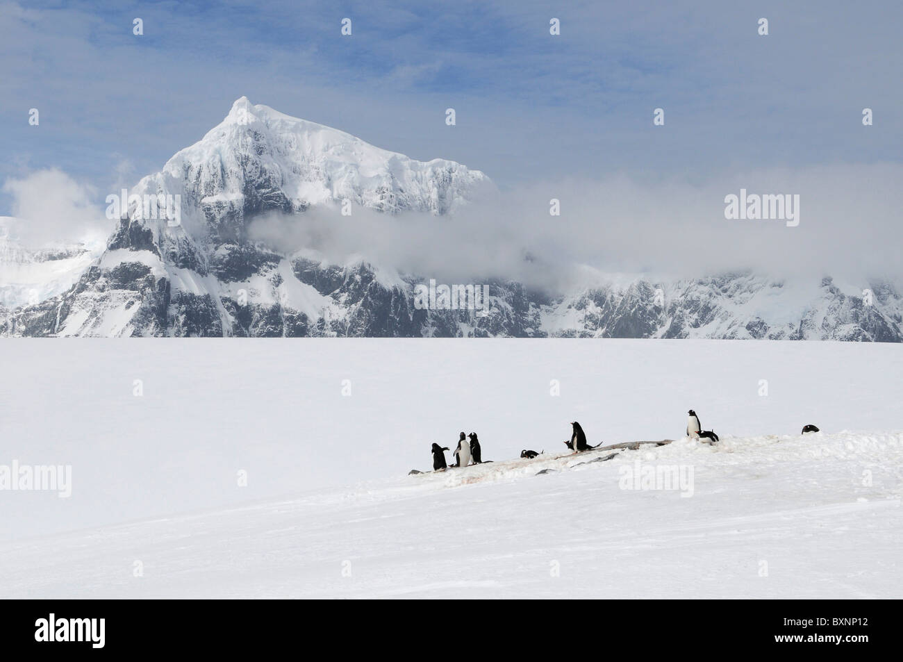 Gentoo Penguins Pygoscelis Papua in Damoy Punkt, Wiencke-Insel, Palmer-Archipel, Antarktis Stockfoto