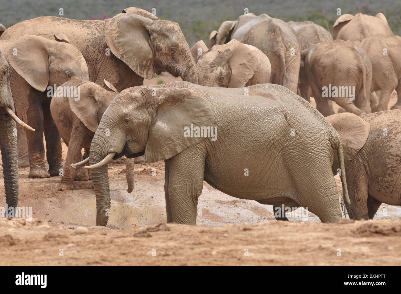 Afrikanische Elefanten Herde in Addo Elephant National Park, Südafrika Stockfoto