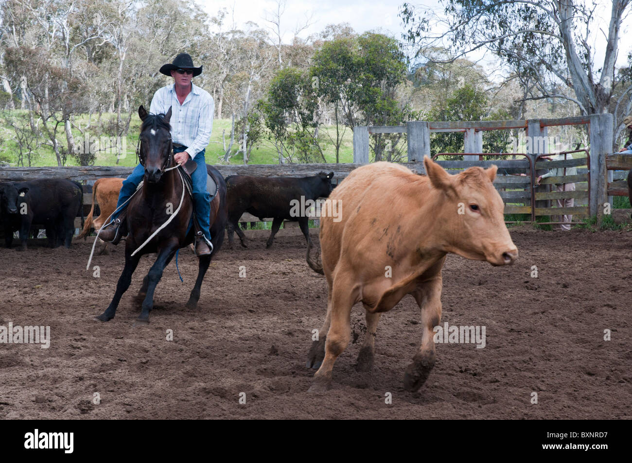 Ein Cowboy zeigt sein Geschick im Ausschneiden Rinder beim Ebor jährliche Lager Entwurf-Wettbewerb in der Nähe von New-South.Wales Armidale Stockfoto