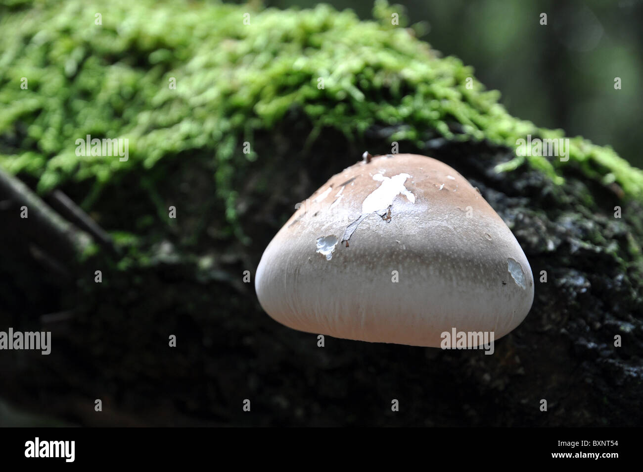 Pilz an einem Ast eines Baumes hängen Stockfoto