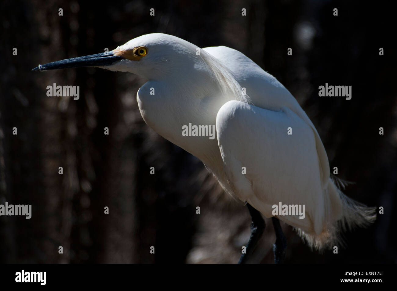 Weiße Reiher stehen auf einem Kaktus in Pichidangui Chile, mit voller Zucht Gefieder Stockfoto