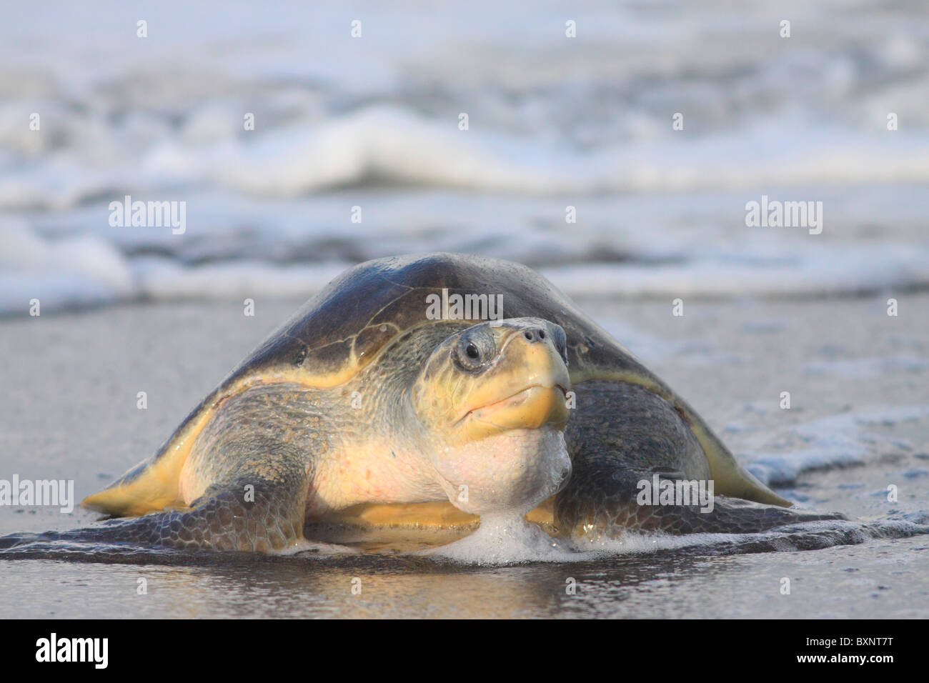 Olive Ridley Turtle entsteigt Ozean bei Ostional zur Eiablage während arribada Stockfoto