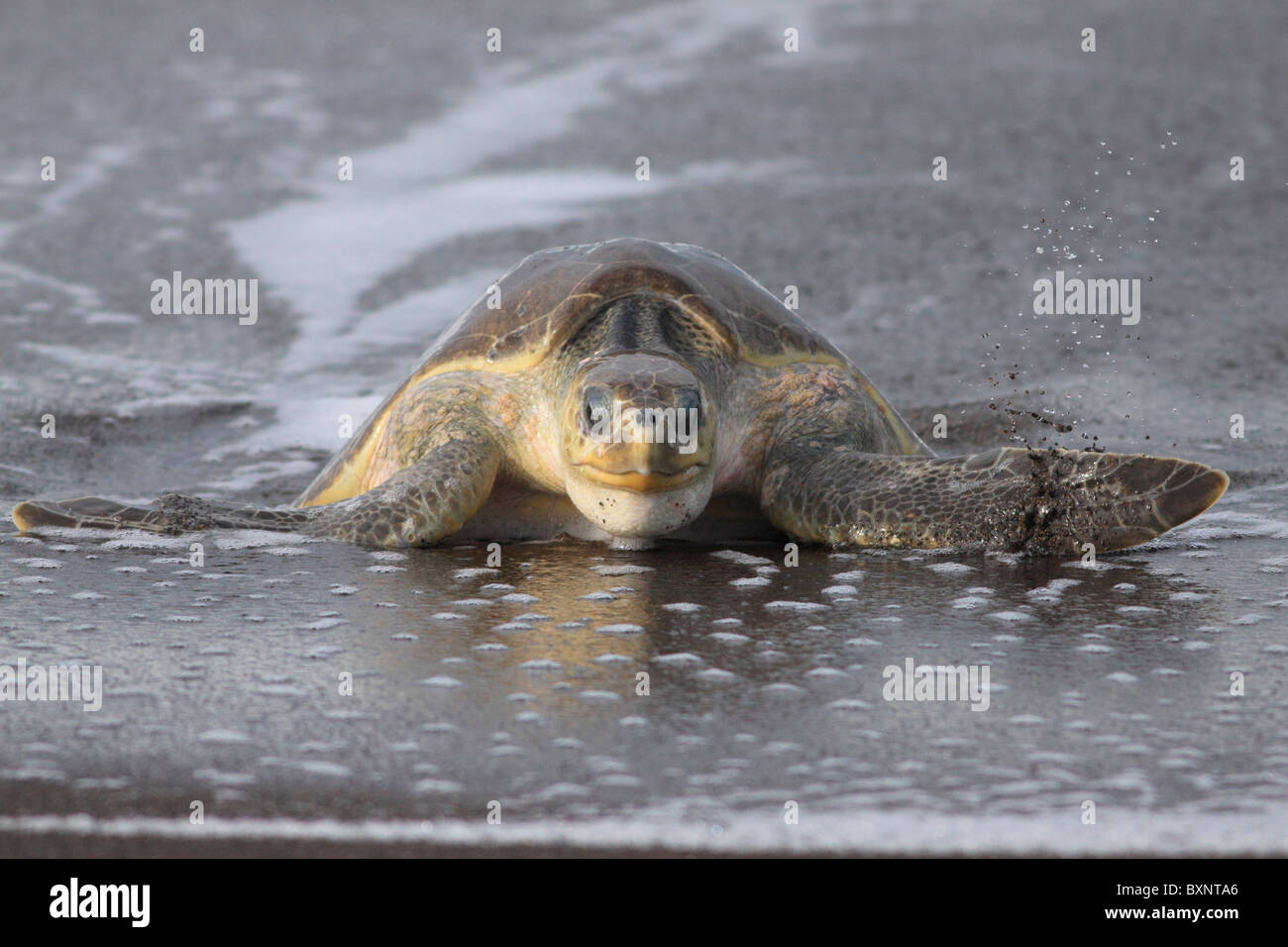 Olive Ridley Turtle entsteigt Ozean bei Ostional zur Eiablage während arribada Stockfoto