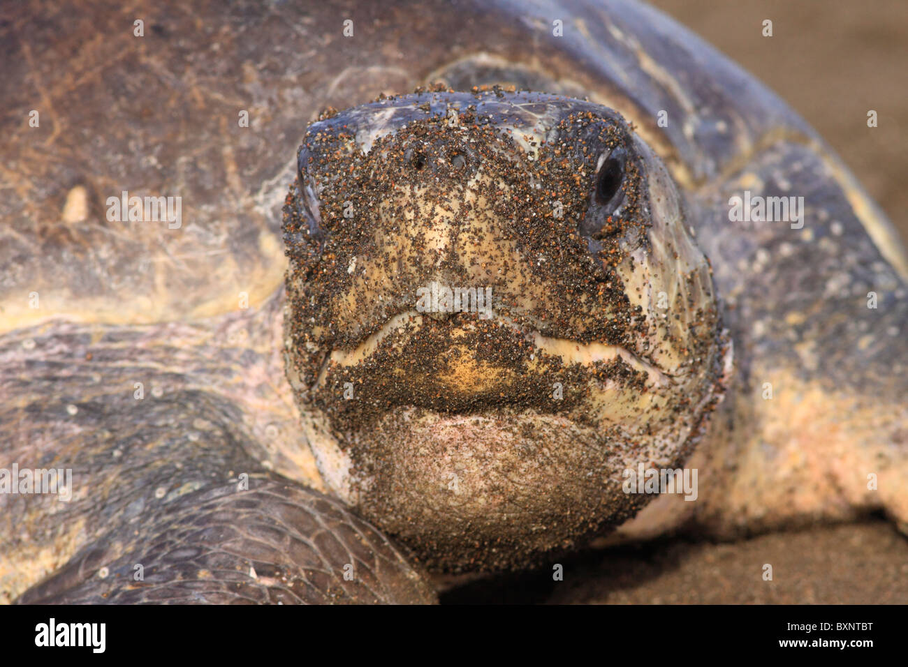 Olive Ridley Schildkröten am Strand von Ostional zur Eiablage während arribada Stockfoto