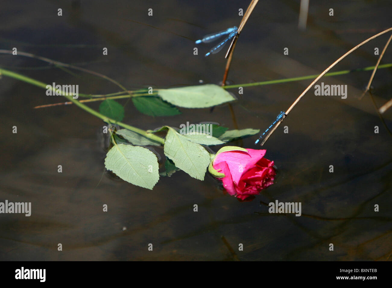 Libellen ruhen auf Schilf in der Nähe von einer roten rose liegen in einem Teich Stockfoto