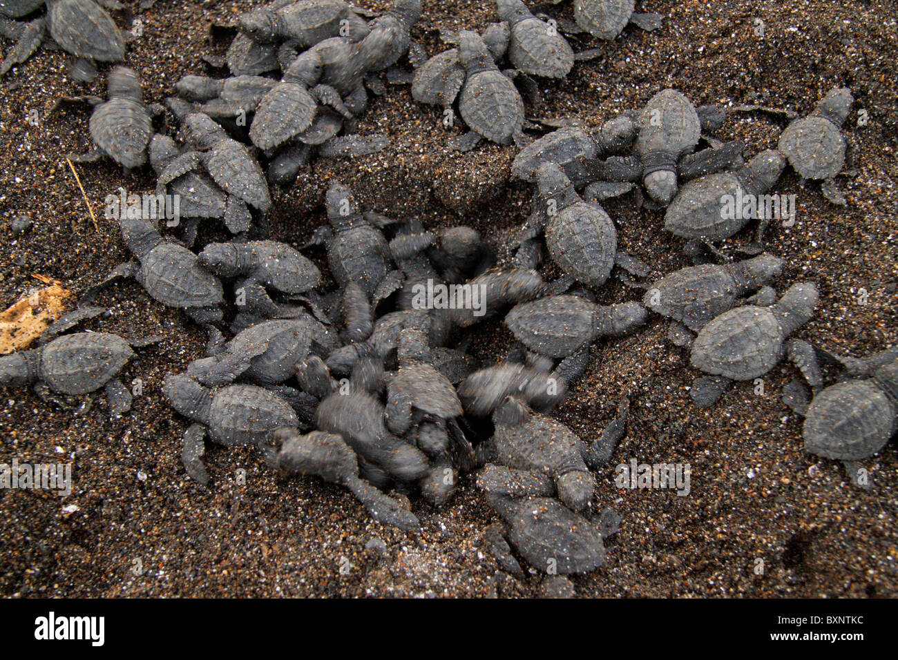 Jungtier Olive Ridley Schildkröten aus Nest. Stockfoto