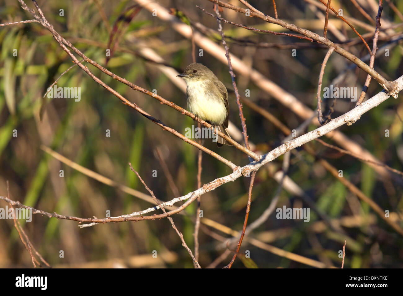 Orange-gekrönter Warbler Stockfoto