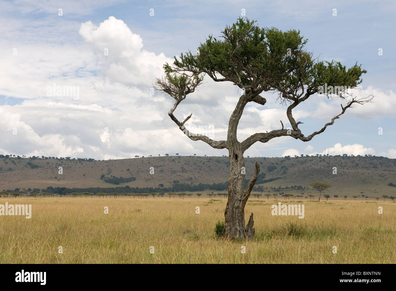 Regenschirm Akazien in Masai Mara Nationalpark Kenia Afrika. Foto: Jeff Gilbert Stockfoto