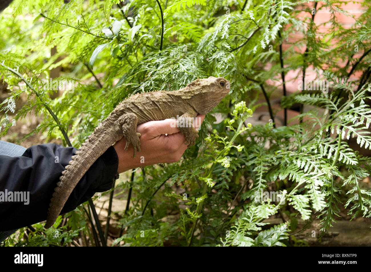 Tuatara Sphenodon Punctatus an der Victoria University in Wellington, New Zealand Tuatara in der Victoria-Universität Stockfoto