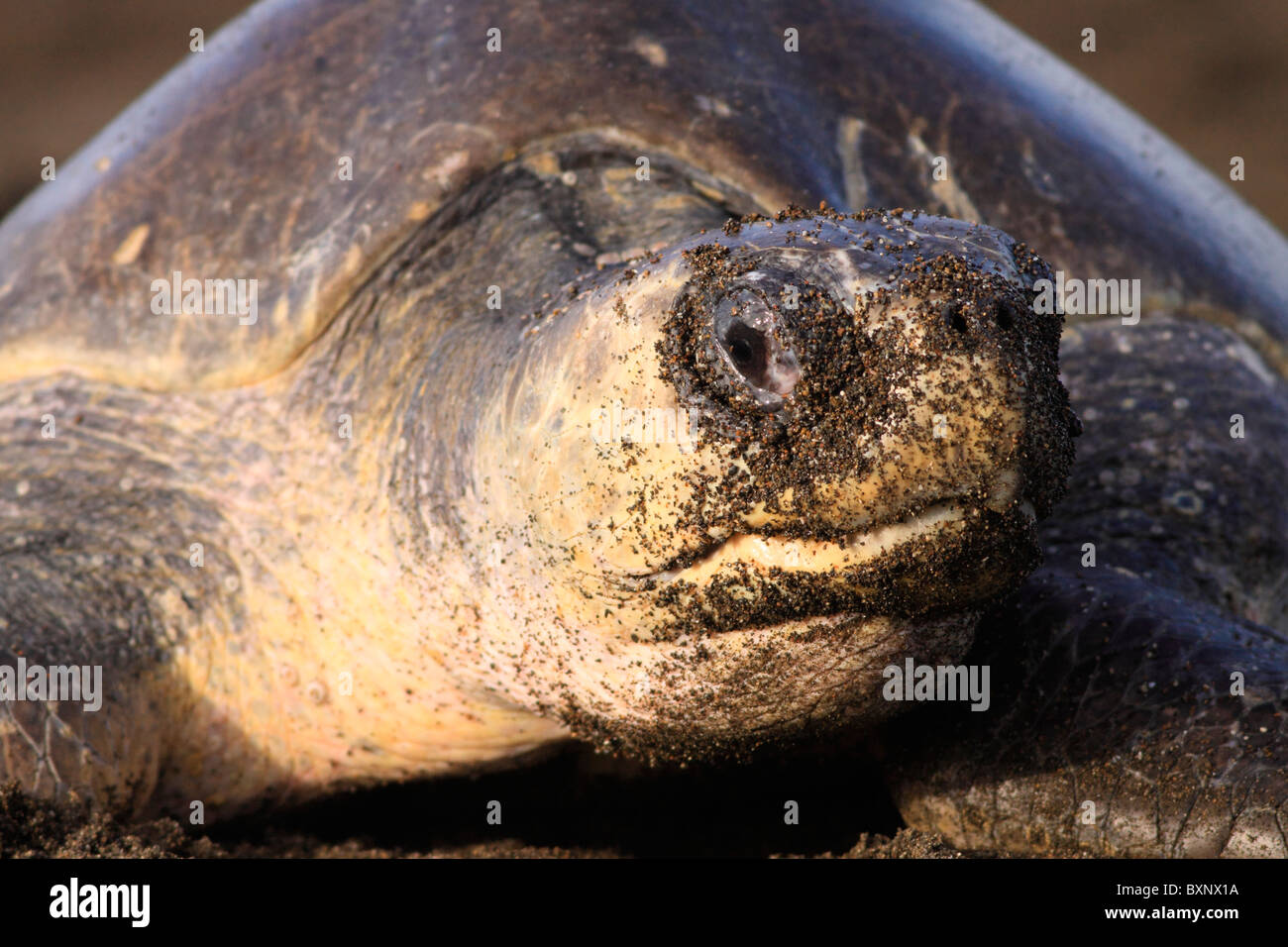 Olive Ridley Schildkröten am Strand von Ostional zur Eiablage während arribada Stockfoto